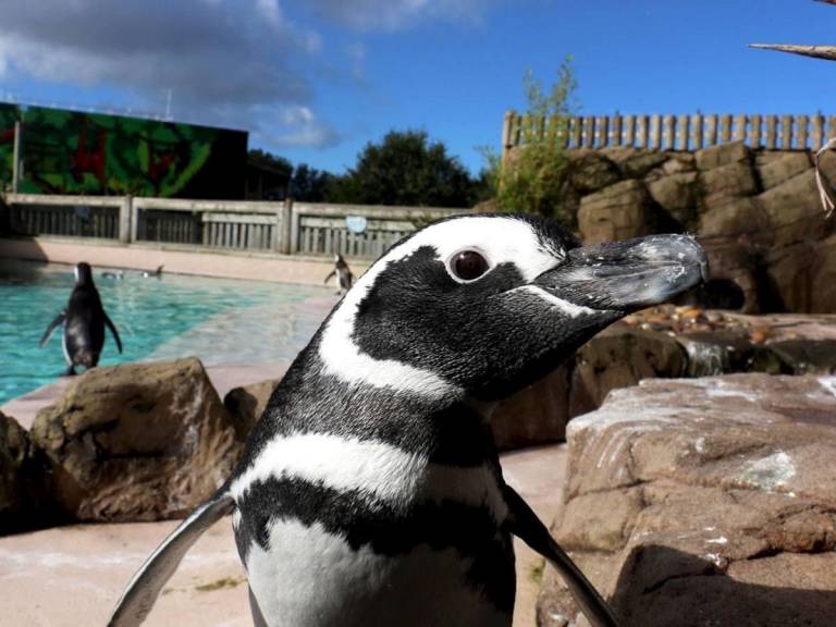 100k-facility-for-penguins-under-construction-blackpool-zoo